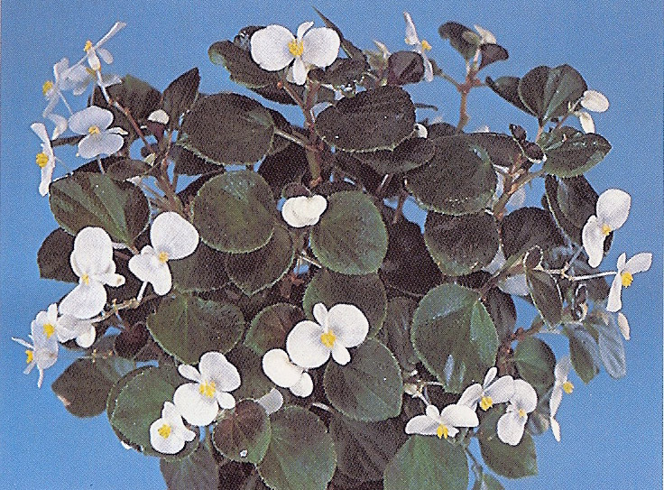 B. ‘White Comet’